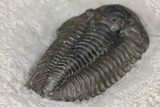 Calymene Niagarensis Trilobite From New York #147269-4